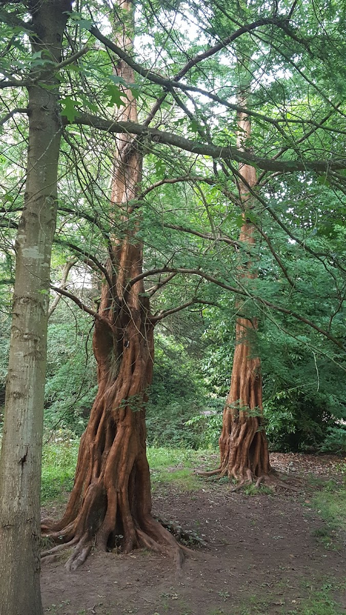 Alexandra Park woodland Railway