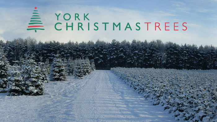 York Christmas Trees