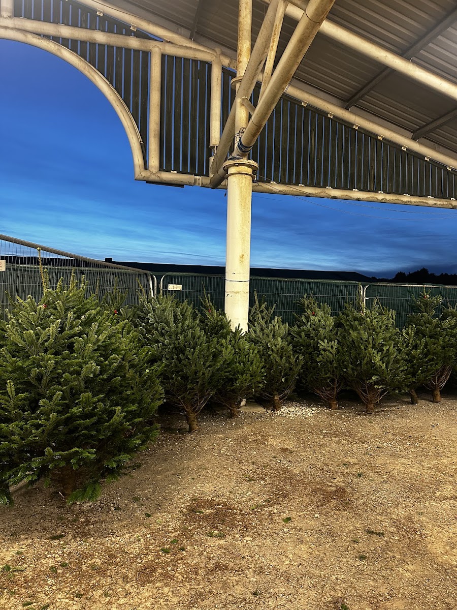 Harrogate Christmas Tree Centre