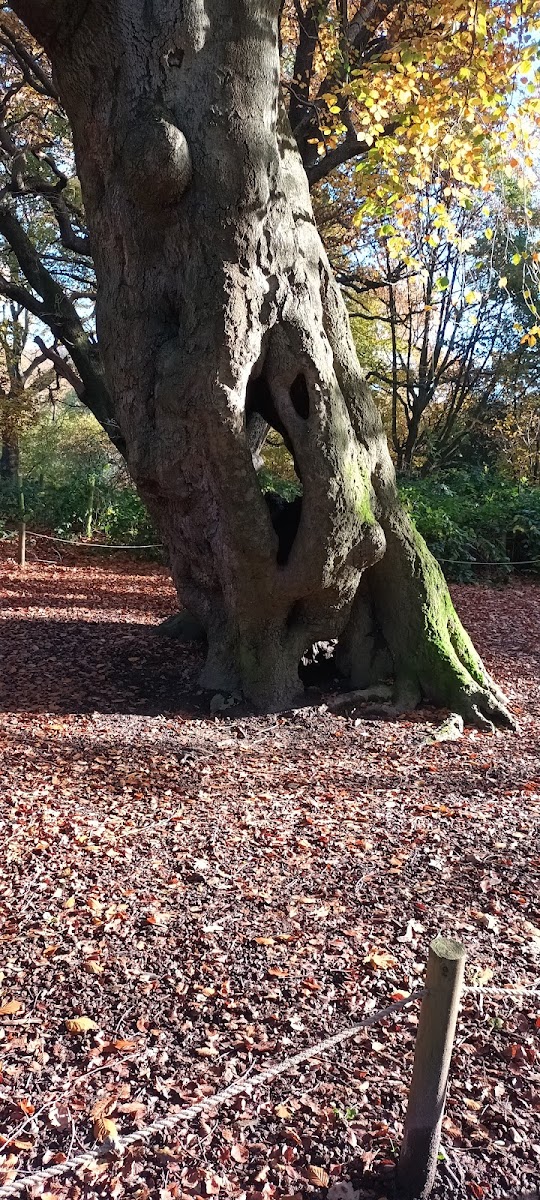 The Hollow Tree