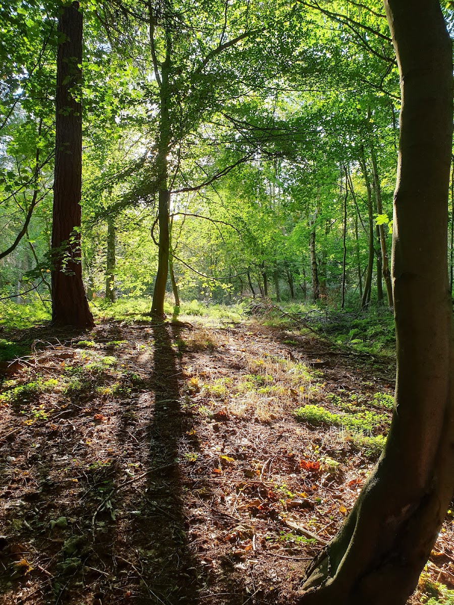Raincliffe Woods