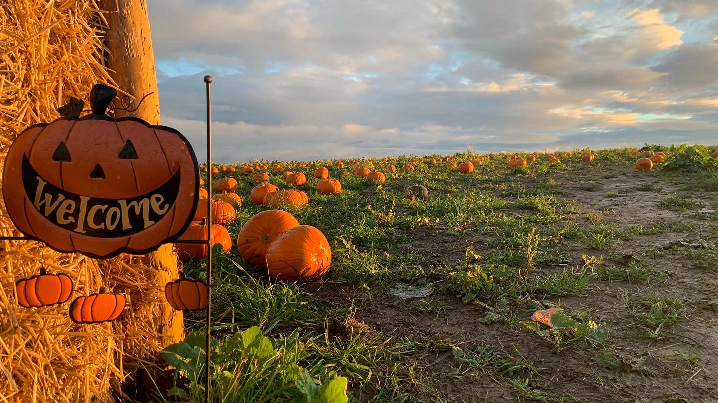 Kinley Hill Pumpkin Patch