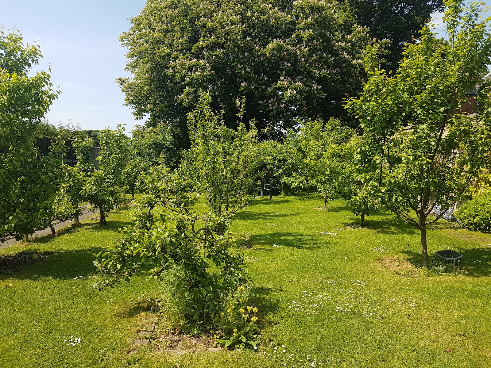 Jesmond Community Orchard