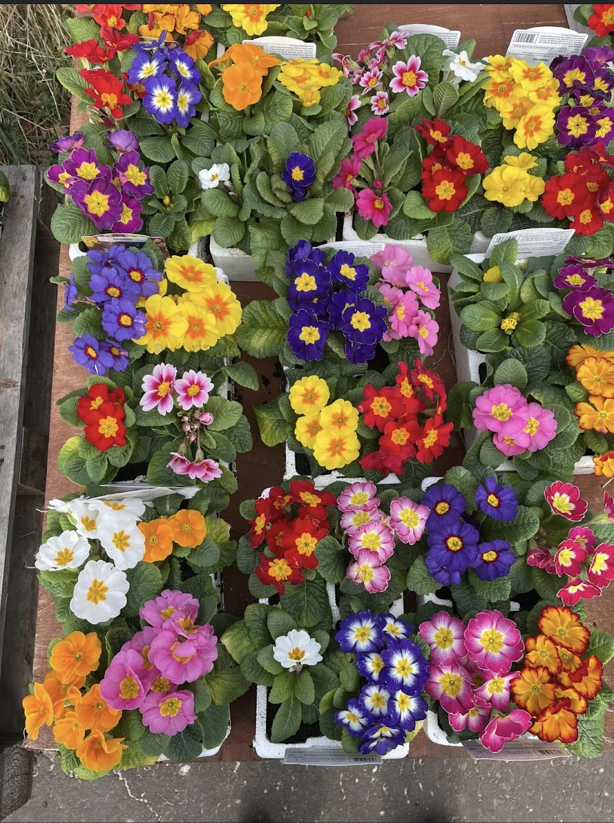 Brockwell farm garden nursery