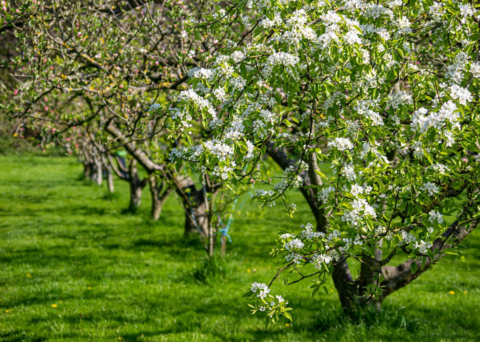 Fairfield Millennium Green and Community Orchard