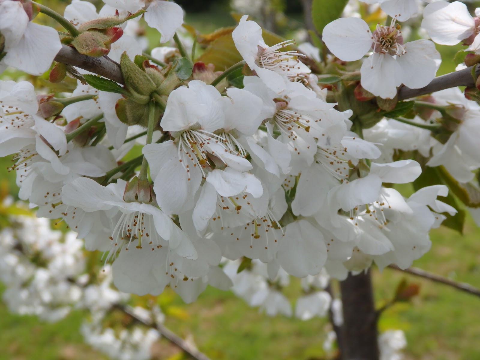 Farsley Community Orchard