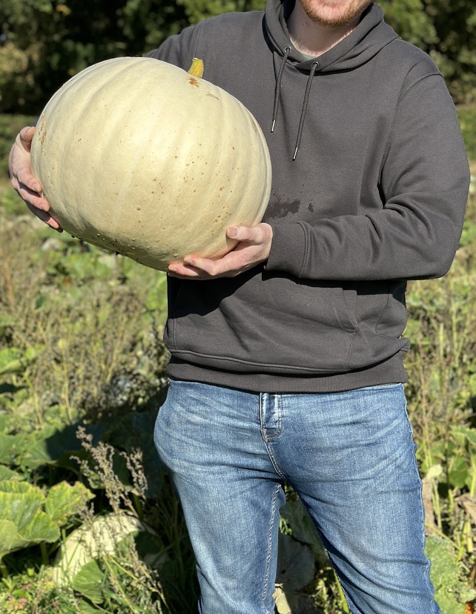 The Pesky Pumpkin PYO Pumpkins