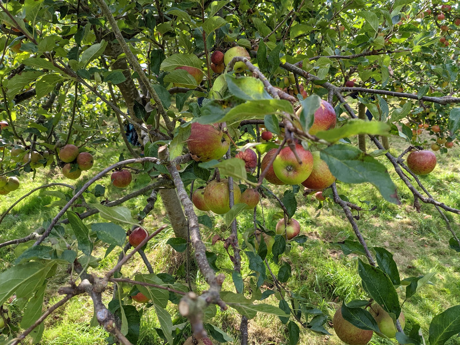 Pickering Road Community Orchard