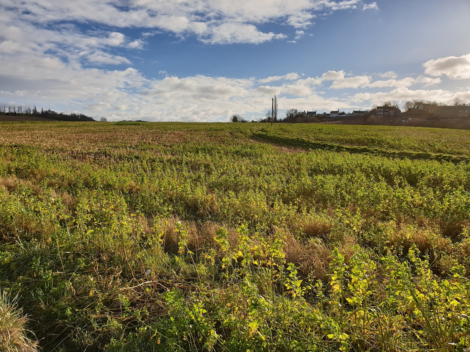 Farmers Field