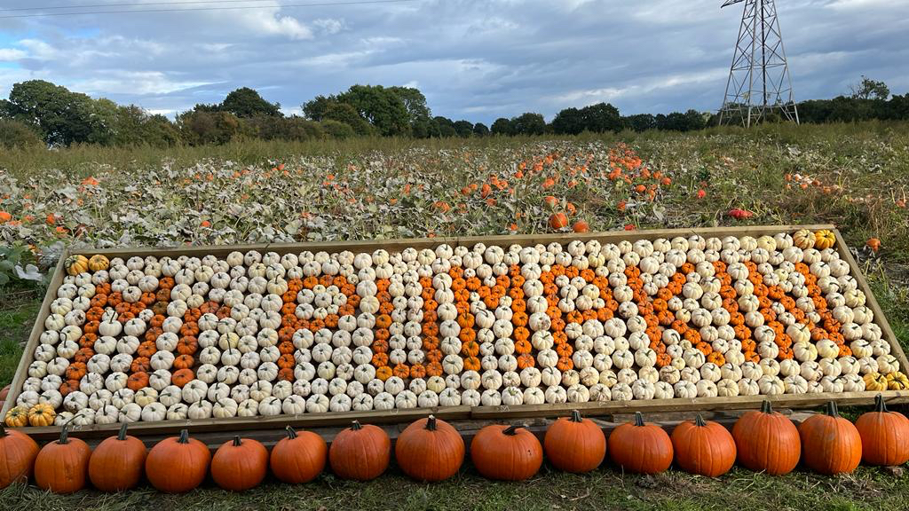Mr Pumpkin