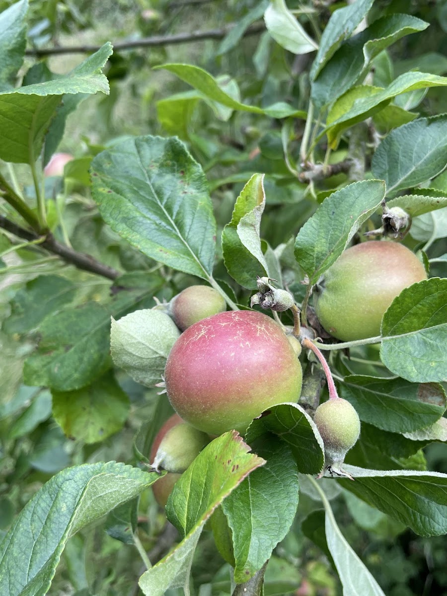 Woodside Communty Orchard