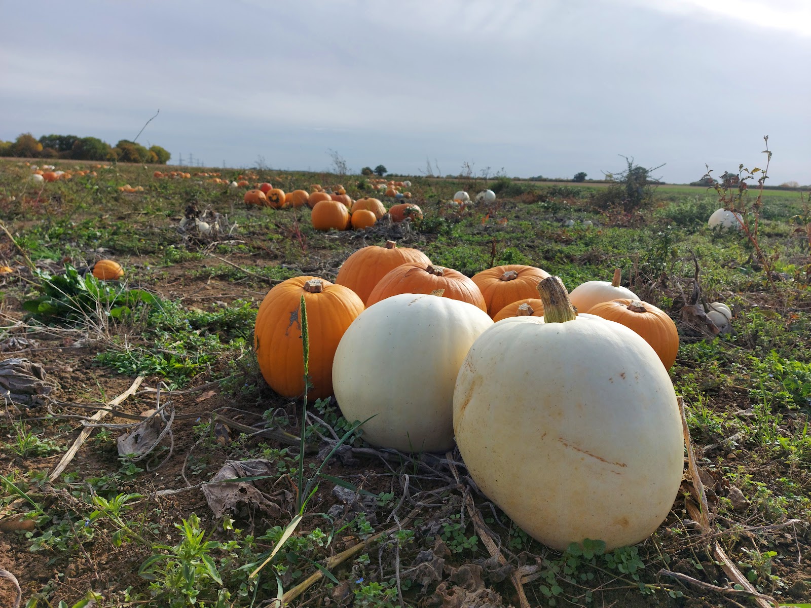 Moat Farm pick your own Pumpkins