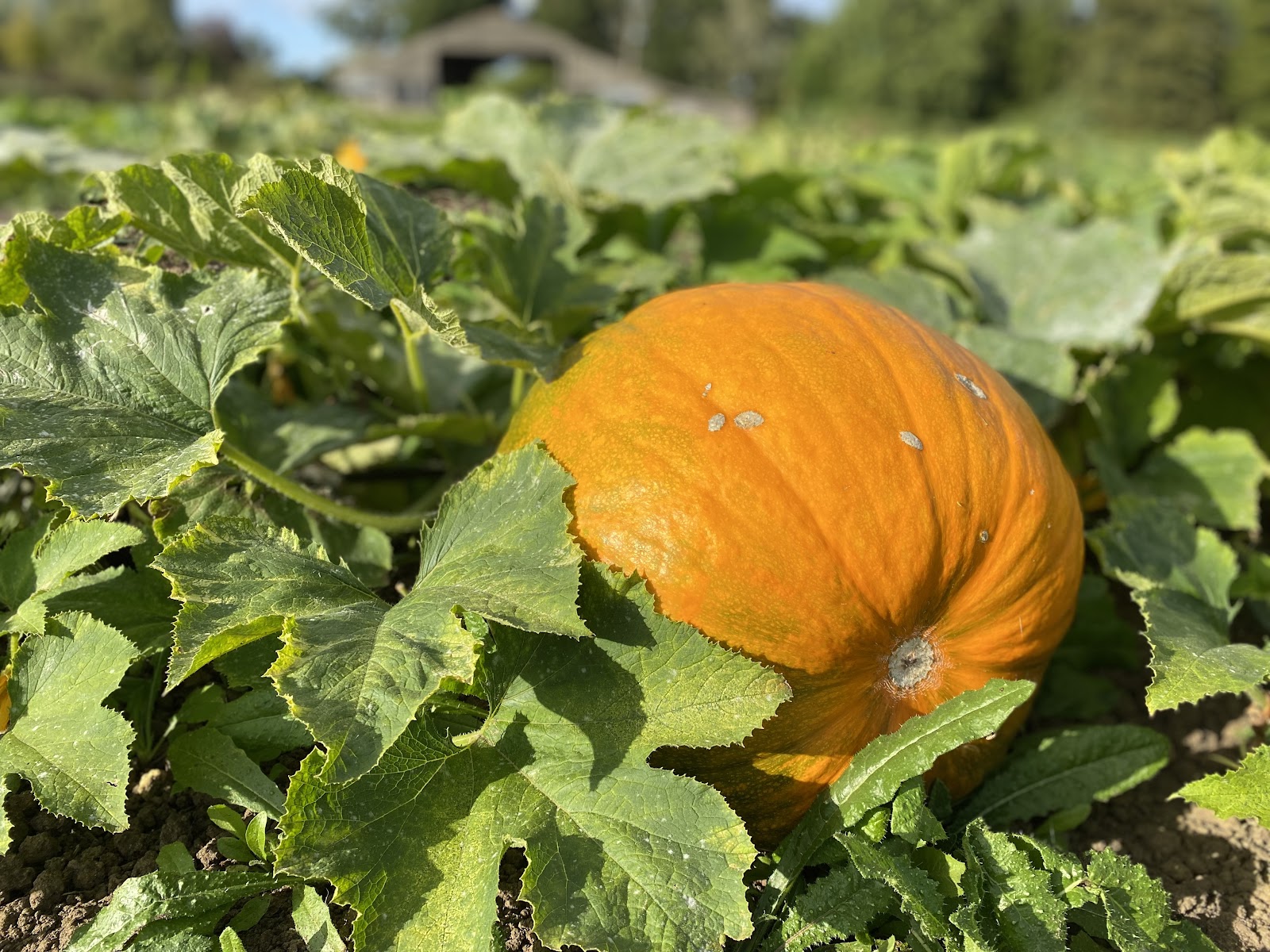 Pumpkin Barn Ltd
