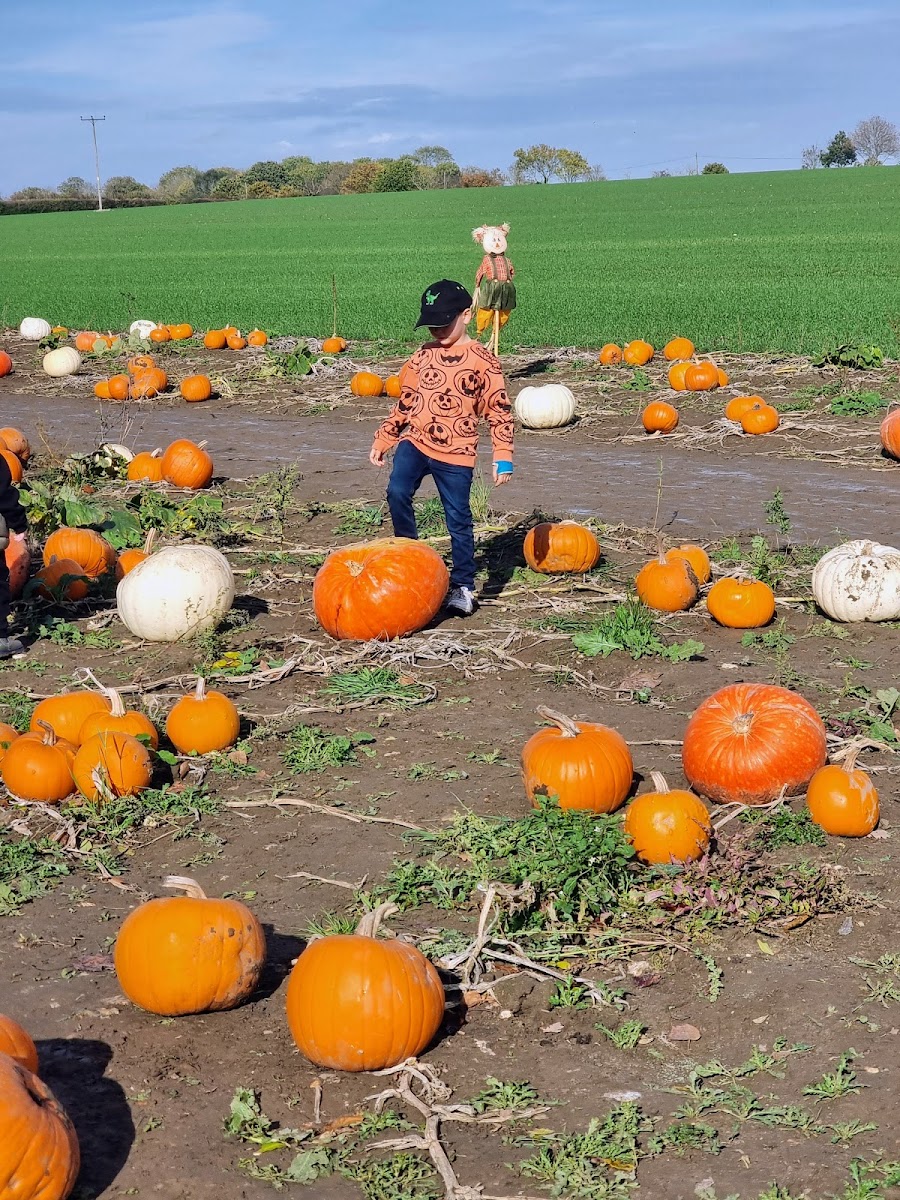Wrentham Pumpkins