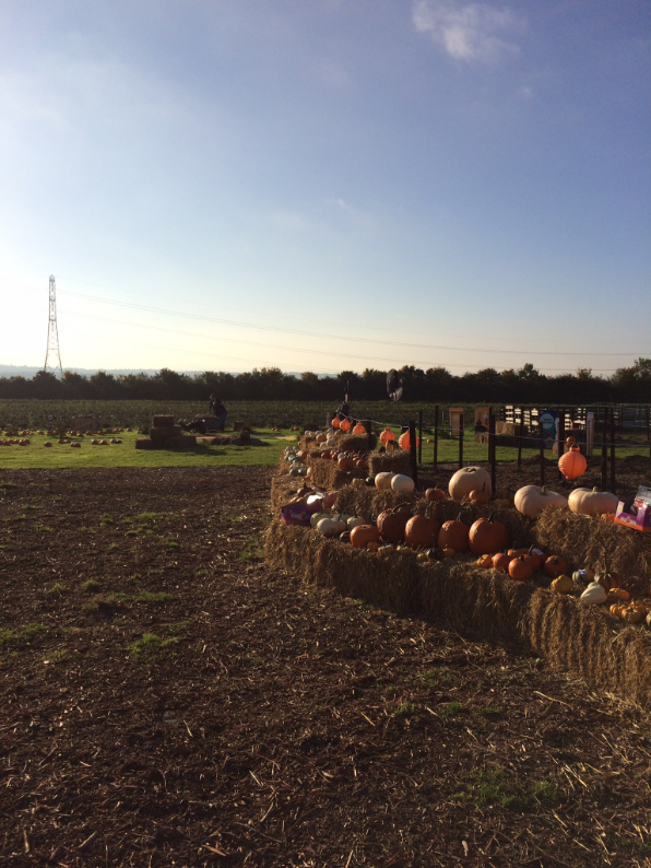Hurleys Pumpkin Forest