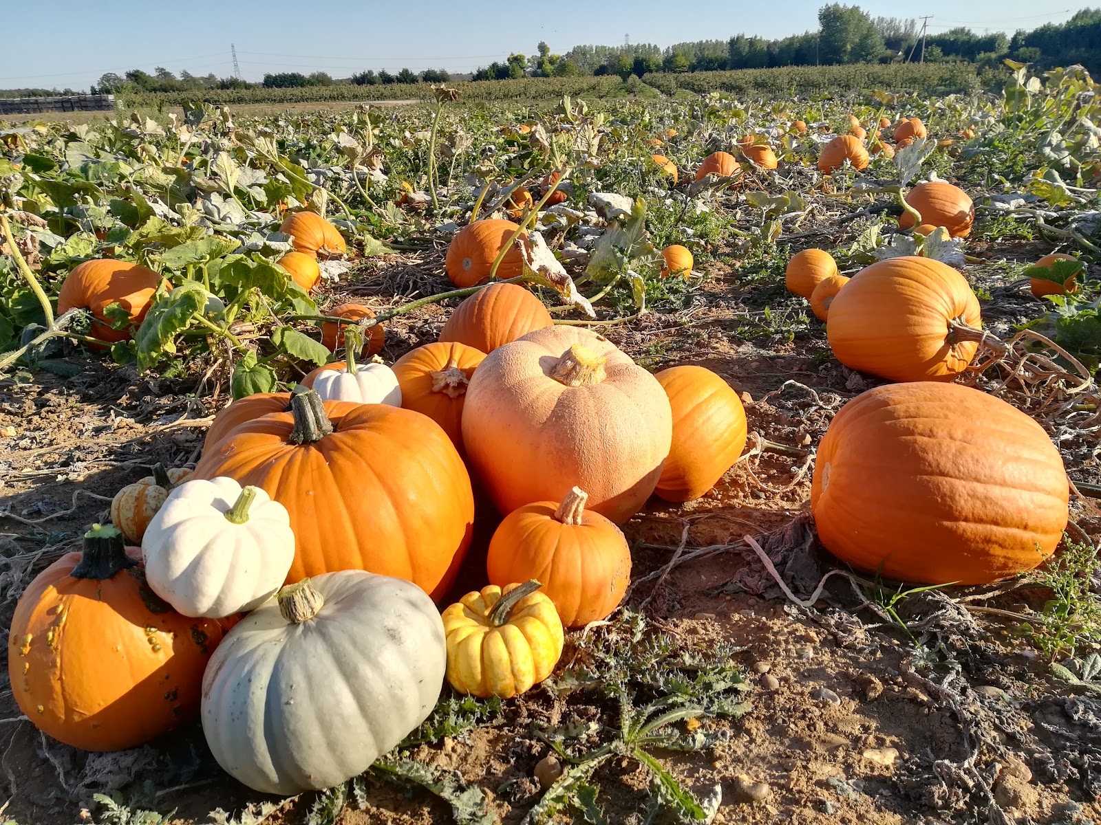 Pick Your Own Pumpkins Canterbury