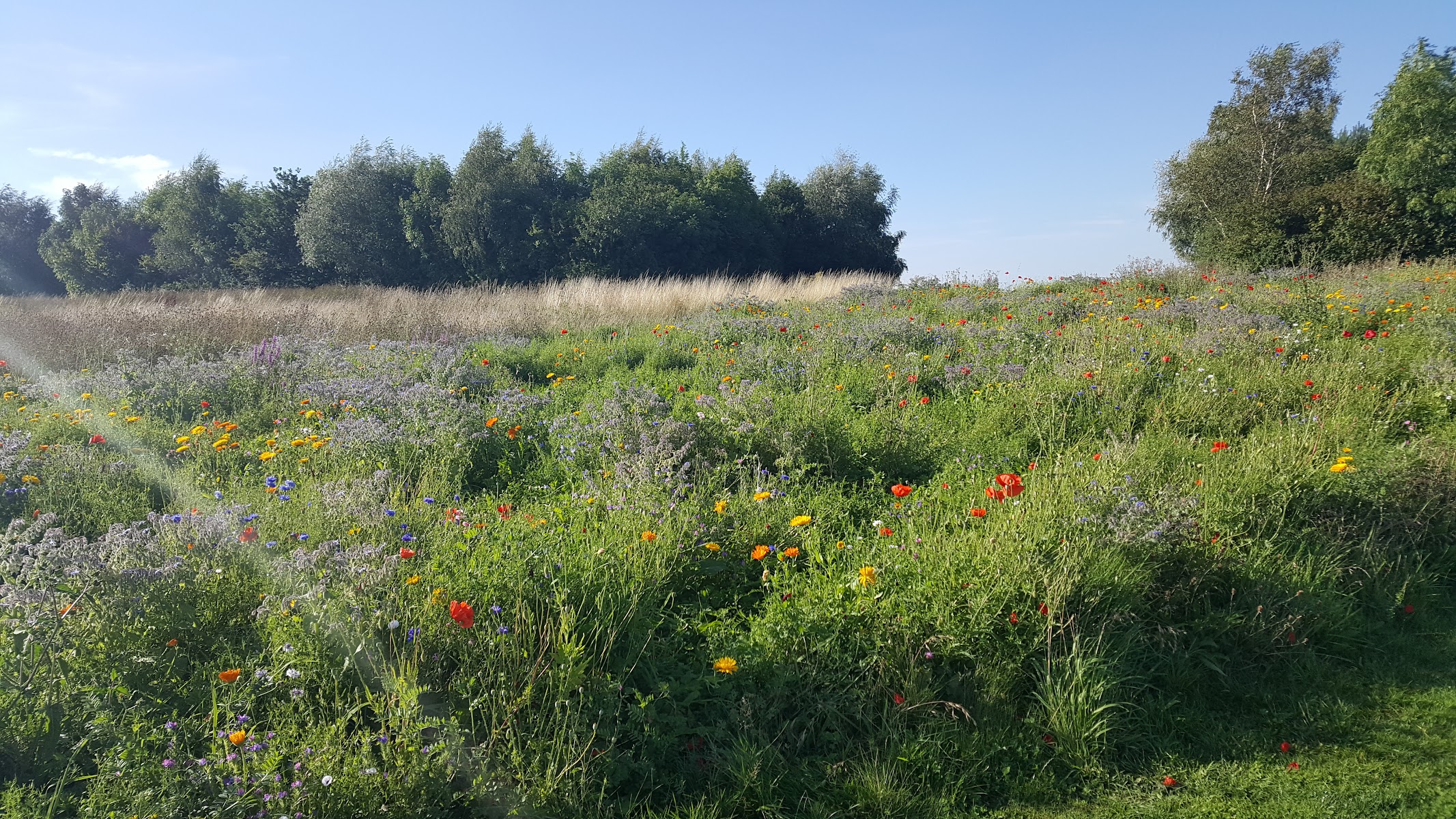 Foxfield Country Park