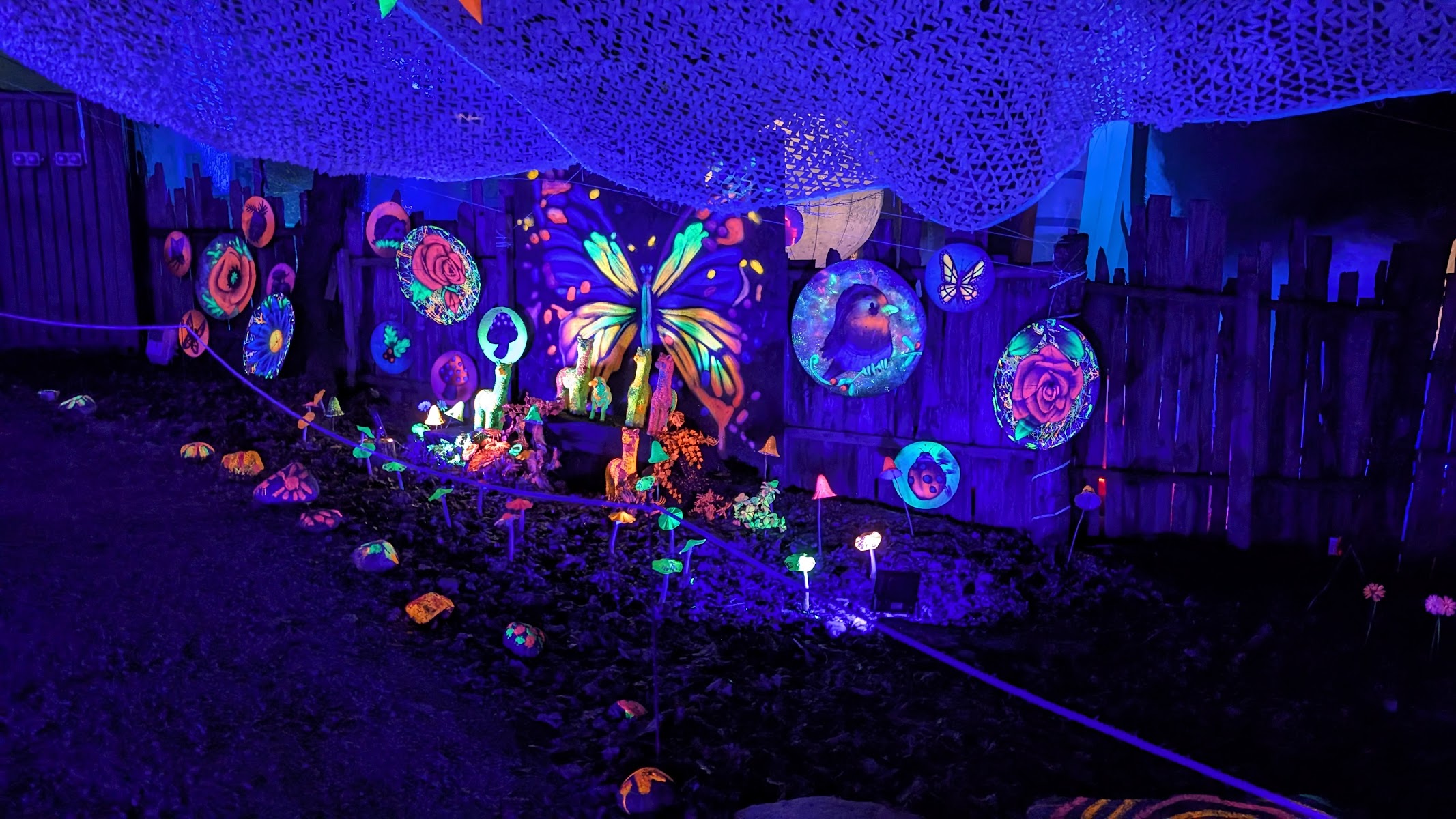 Forest of Light