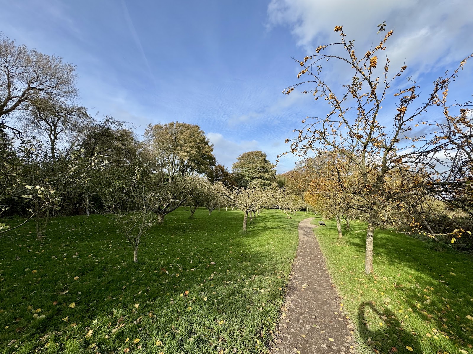 Millennium Orchard