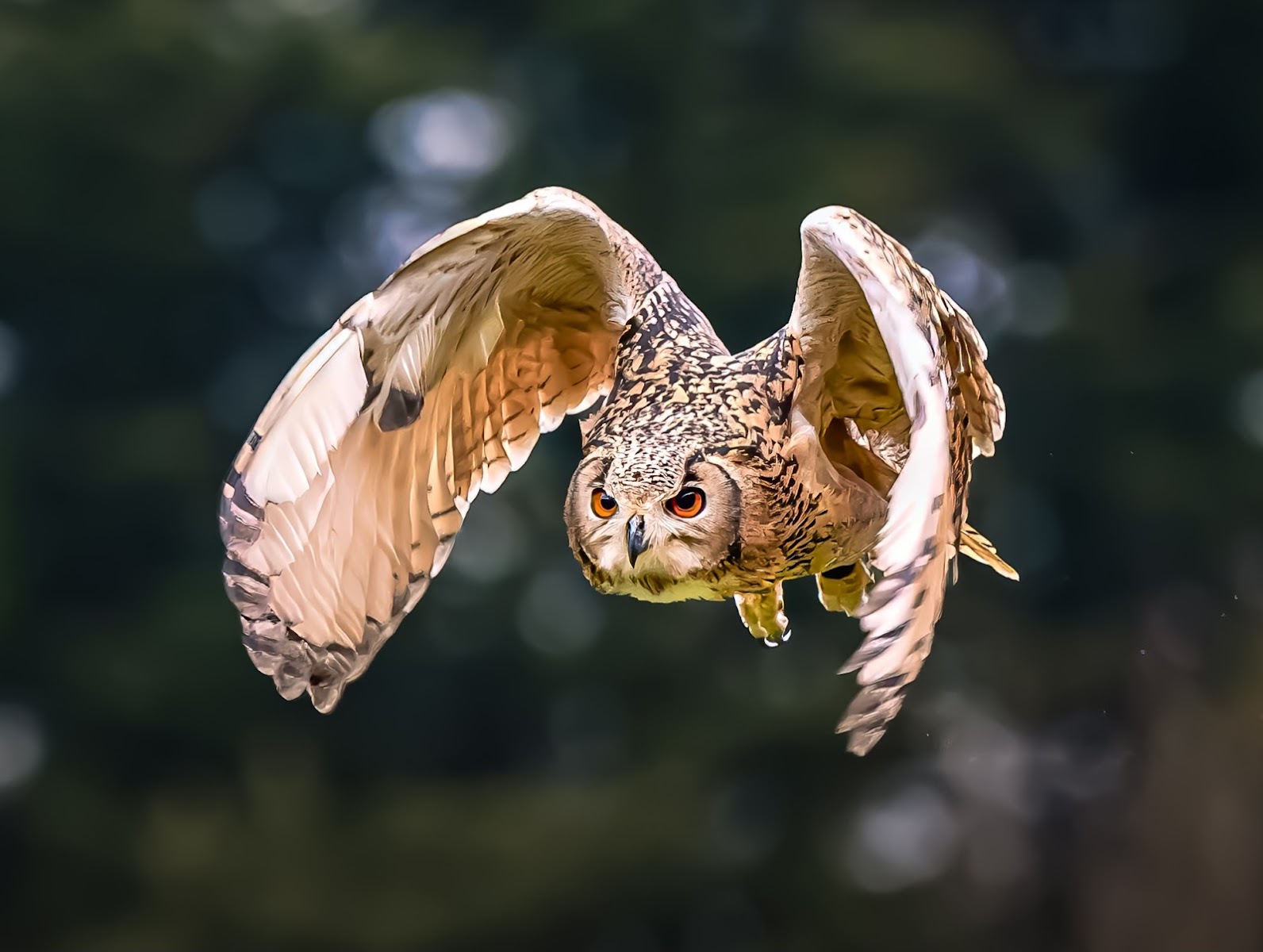 Owl & Bird of Prey Sanctuary