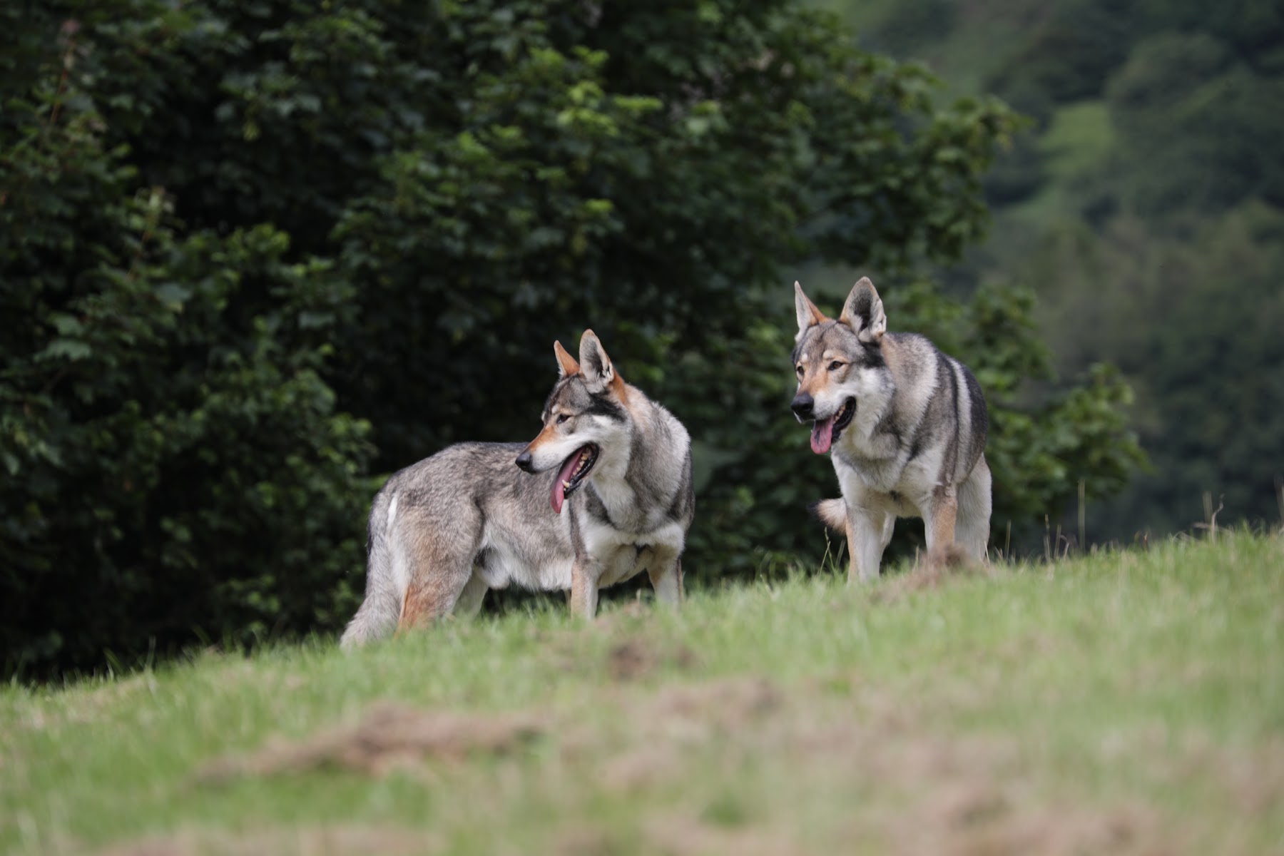 PREDATOR PARK - Wolf Experiences