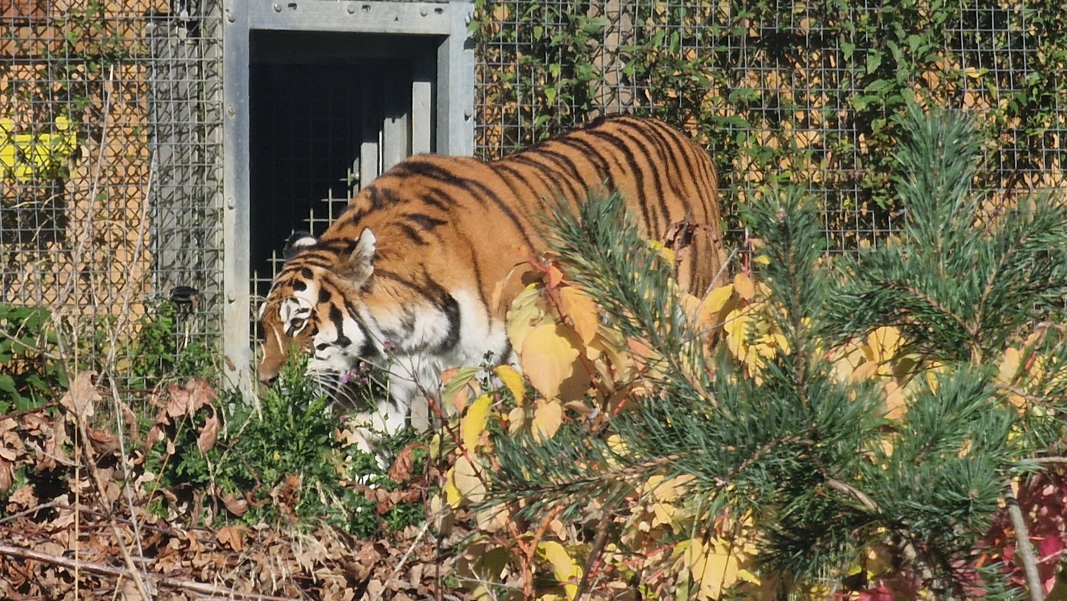 Amur tigers