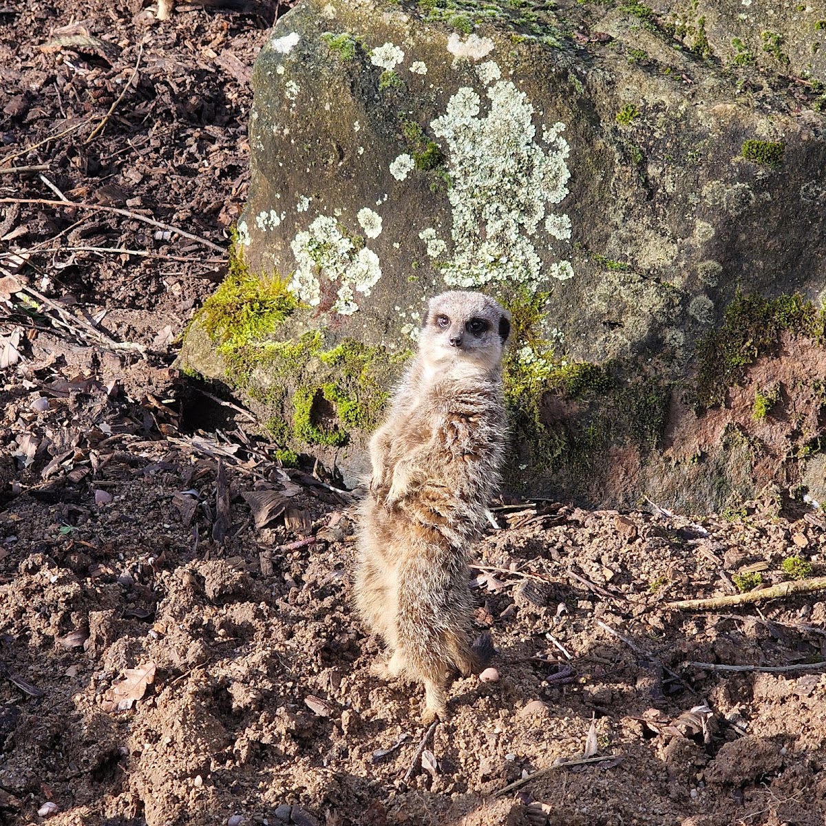 Meerkats