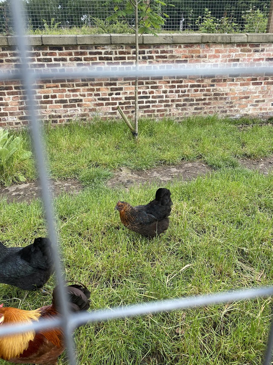 Chicken Run