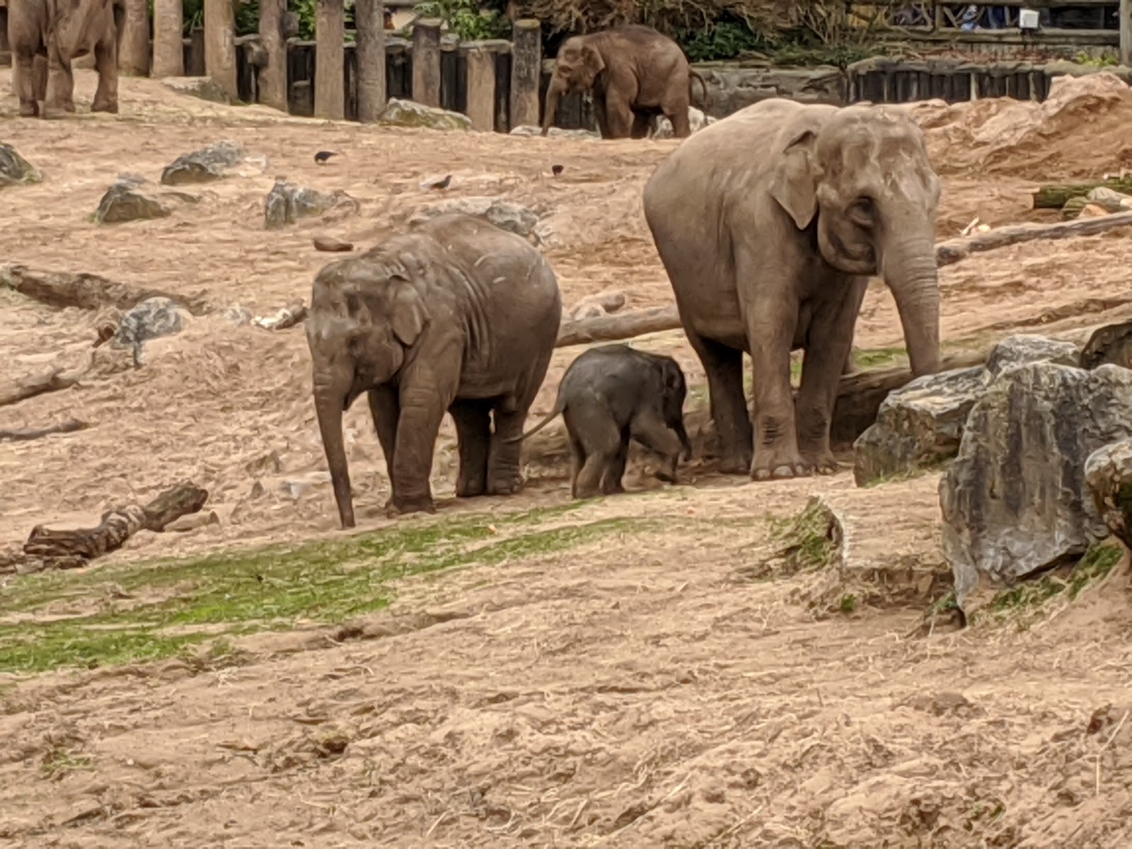 Cedar House - Chester Zoo