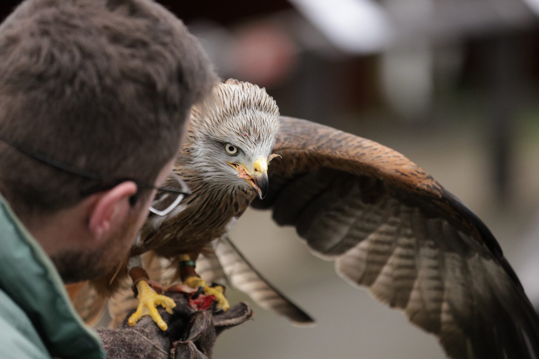 Kielder Water Bird Of Prey Centre