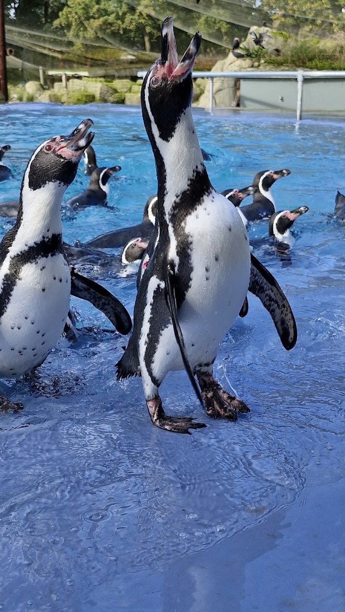 Lotherton Wildlife World