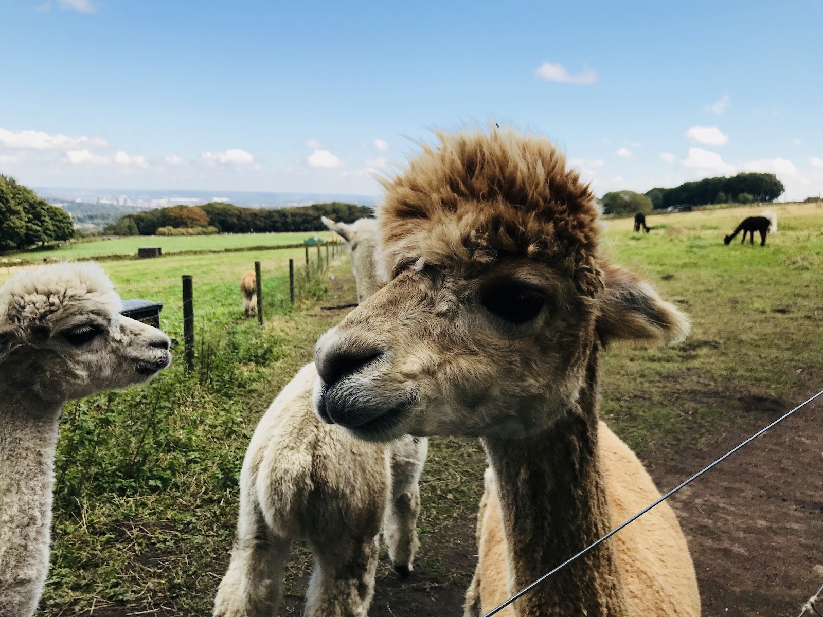 Mayfield Alpacas Farm & Animal Sanctuary