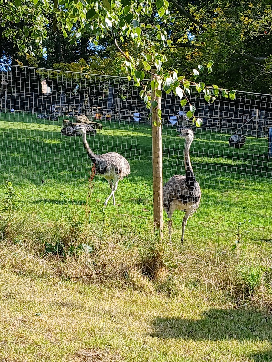 Graves park petting zoo