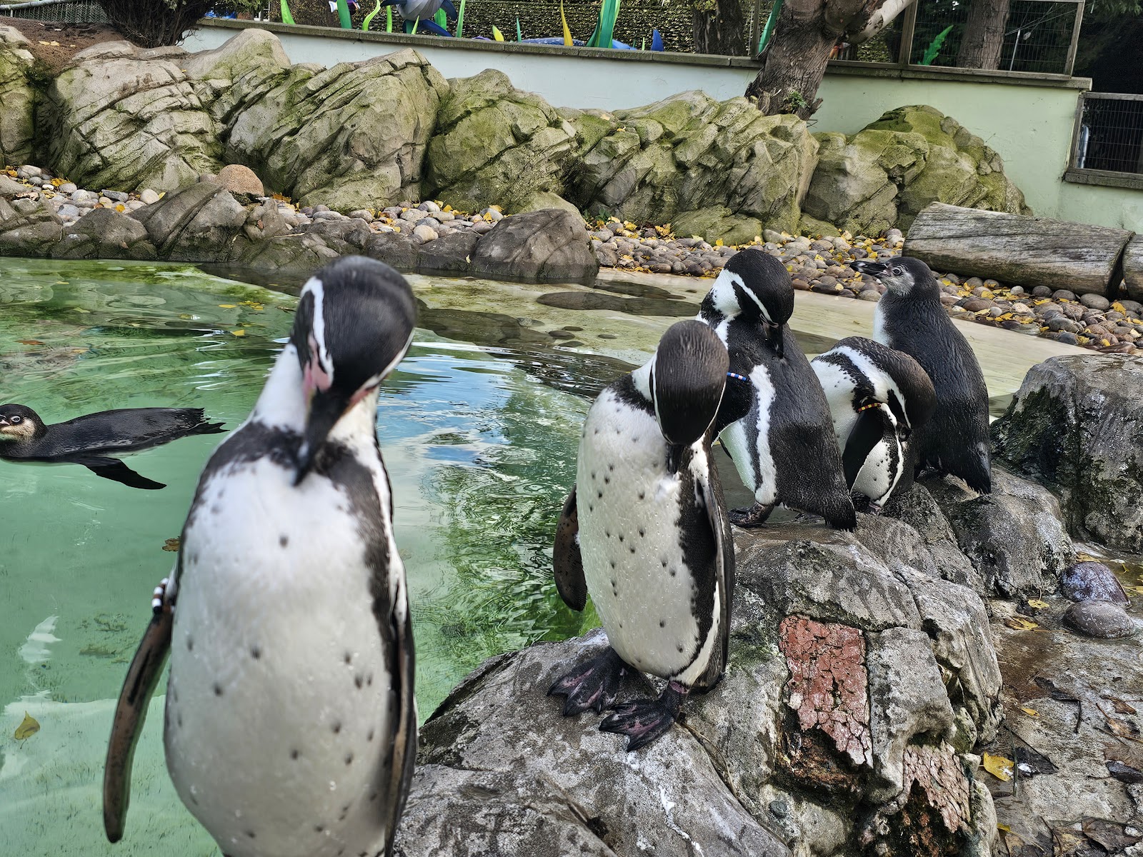 Twycross Zoo