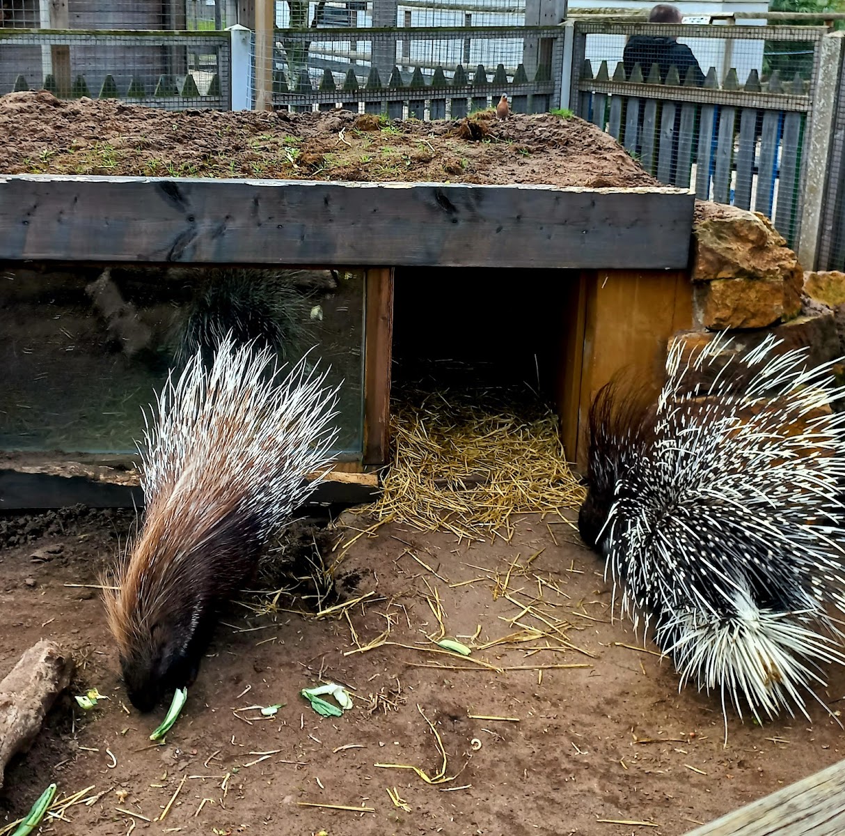 Messingham Zoo