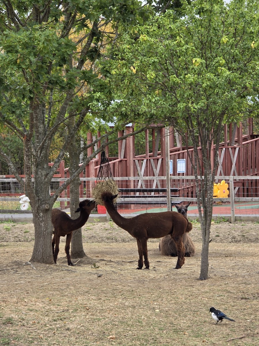 Gulliver's Mini Farm