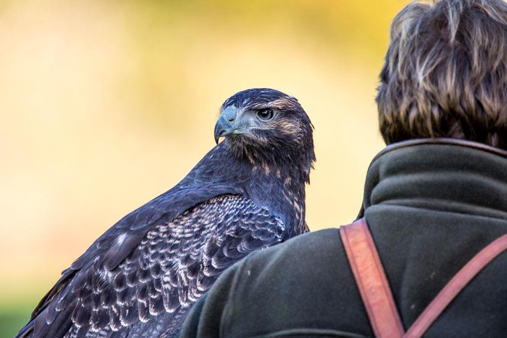 National Centre for Birds of Prey (NCBP)