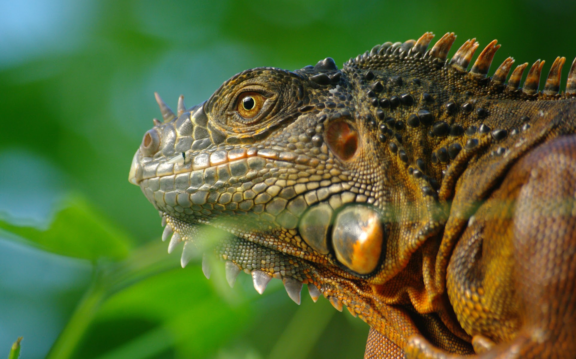 Bugtopia Hornsea Zoo