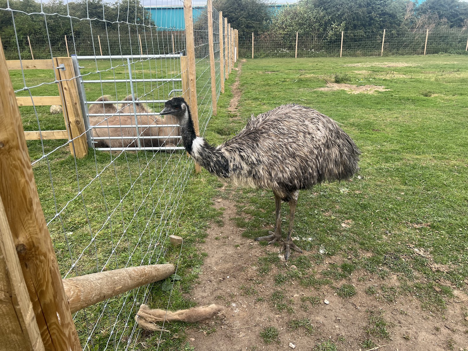 Bridlington Animal Park