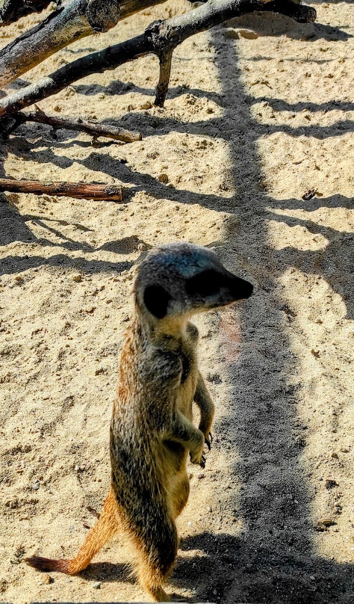 Pickering Park Aviary