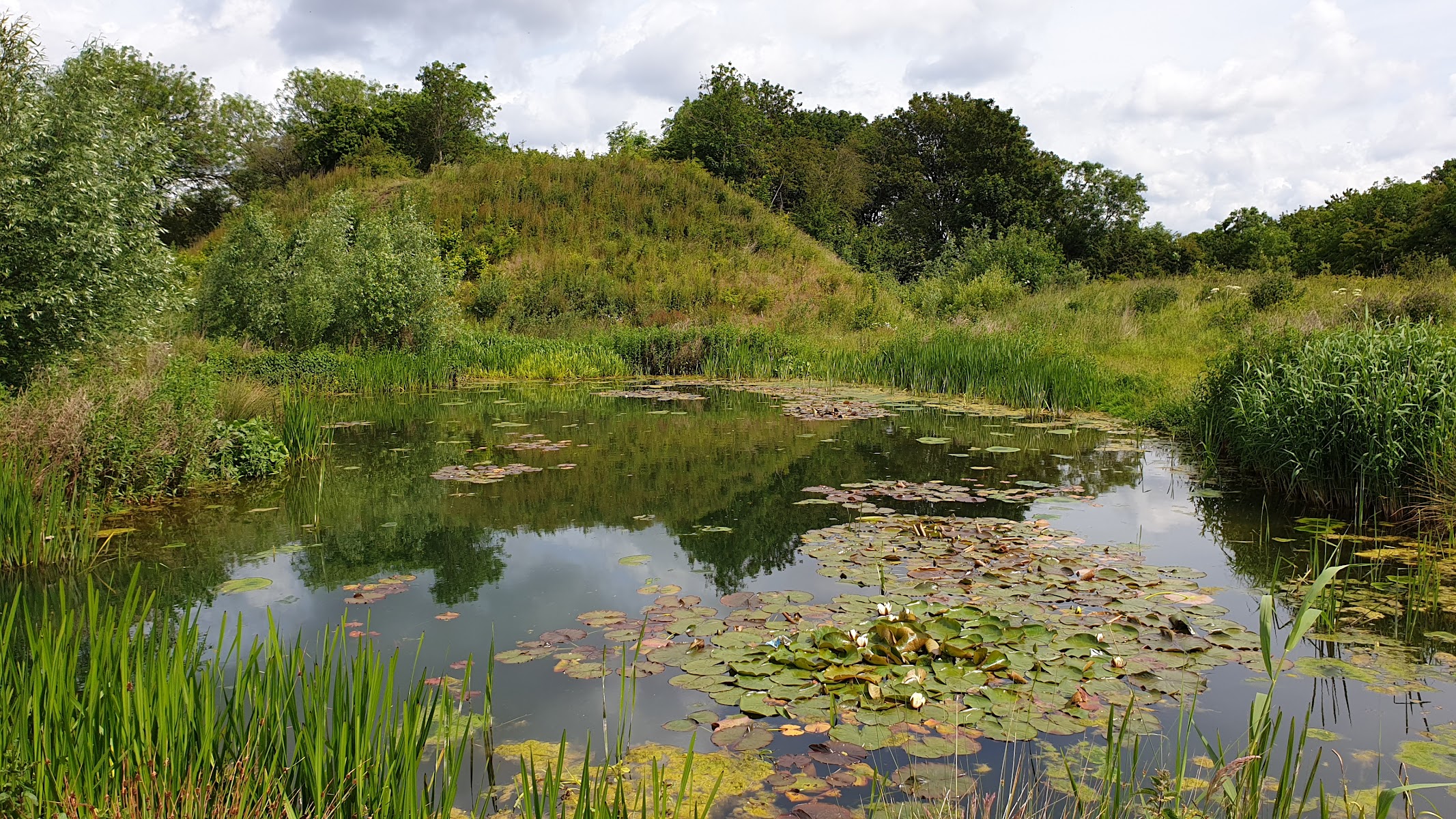 Wilford Meadow - Wildlife Area