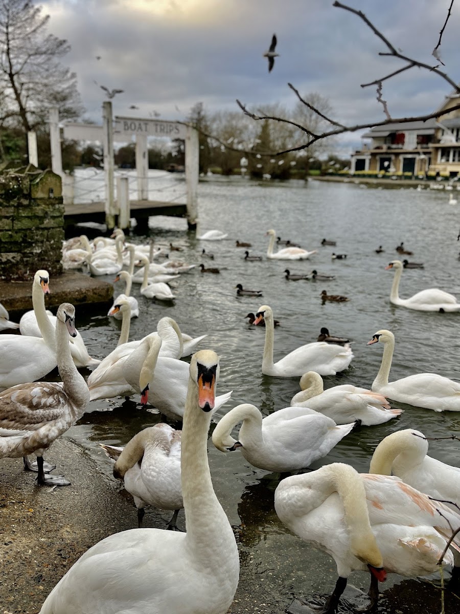 Swan & Duck Feeding Area