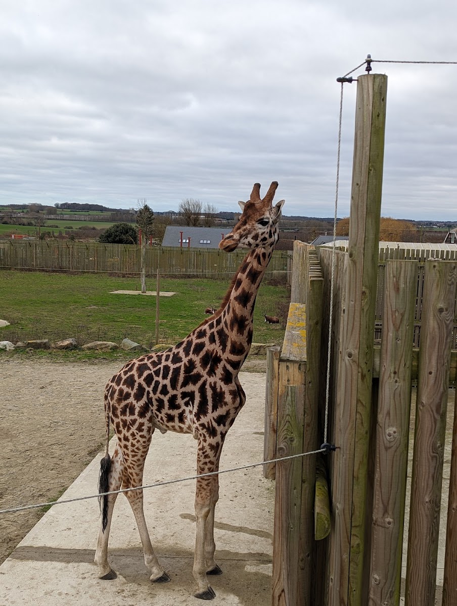 Wingham Wildlife Park