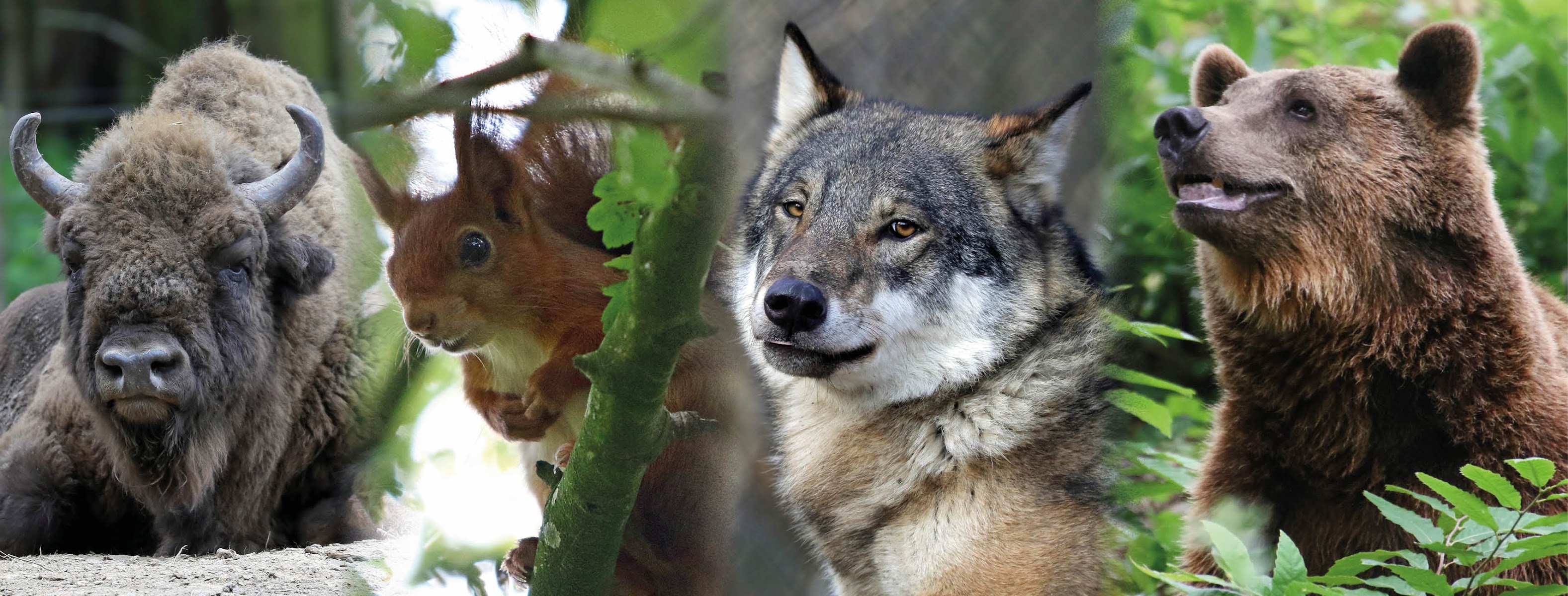 Wildwood Trust