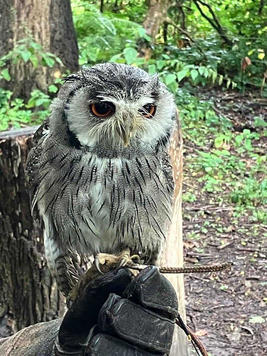 Willows Birds of Prey & Wildlife Trail