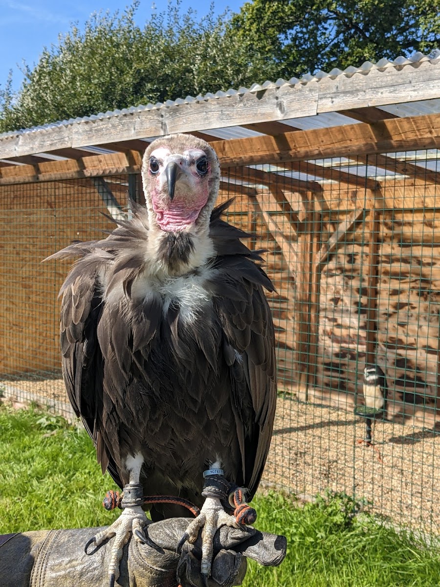 Surrey Hills Falconry