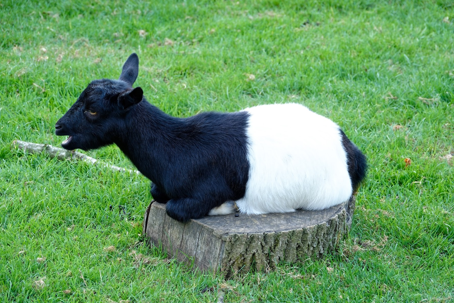 Hullabazoo Farm- Whipsnade Zoo