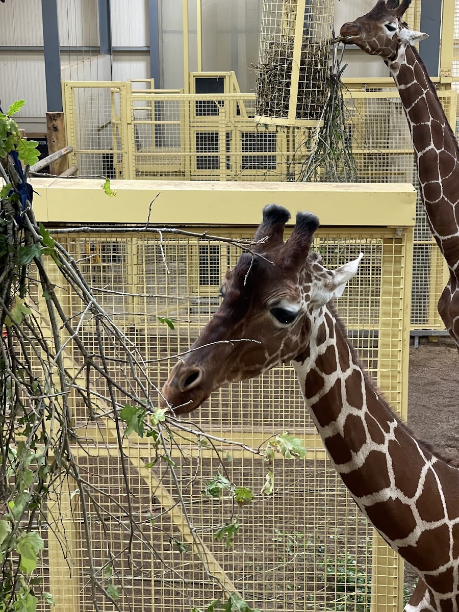 Bristol Zoo Project