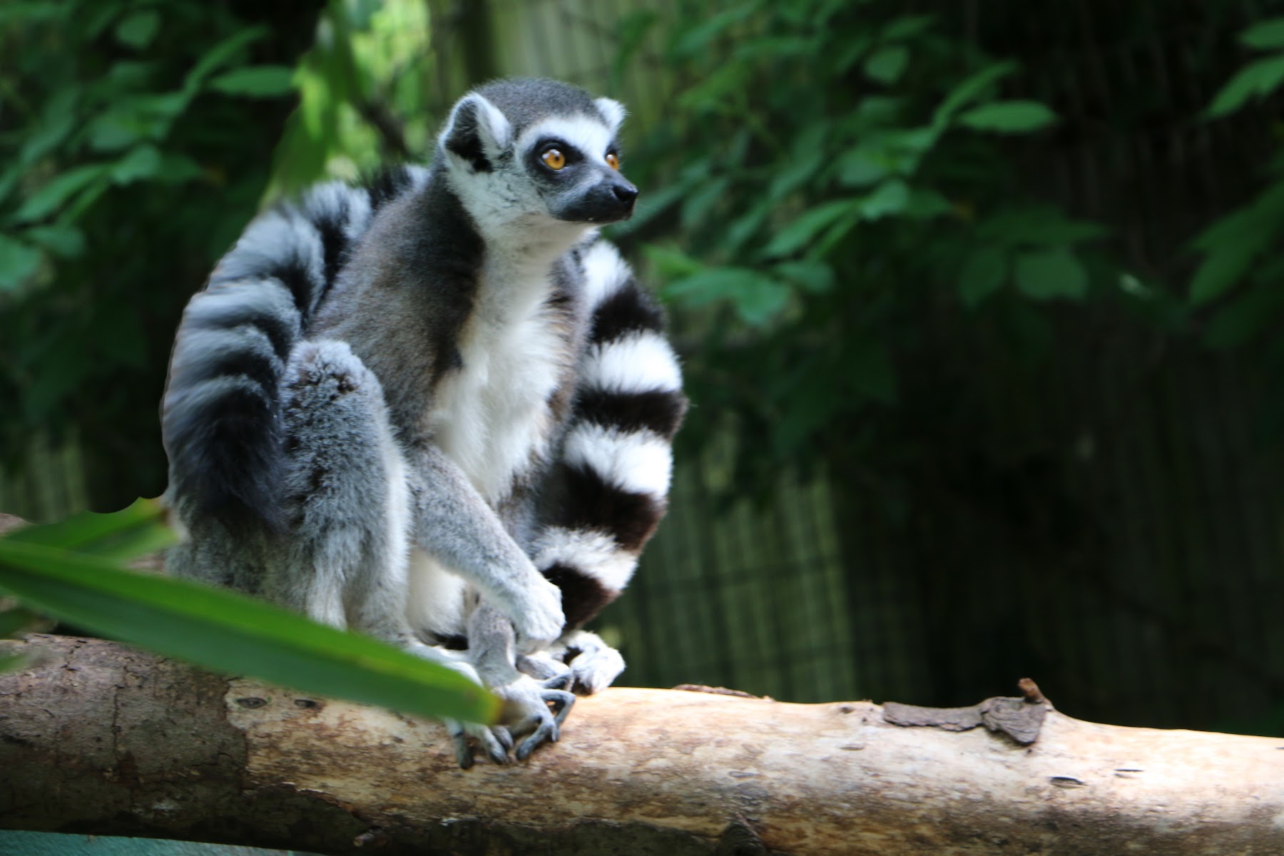 Shaldon Zoo & Wildlife Trust