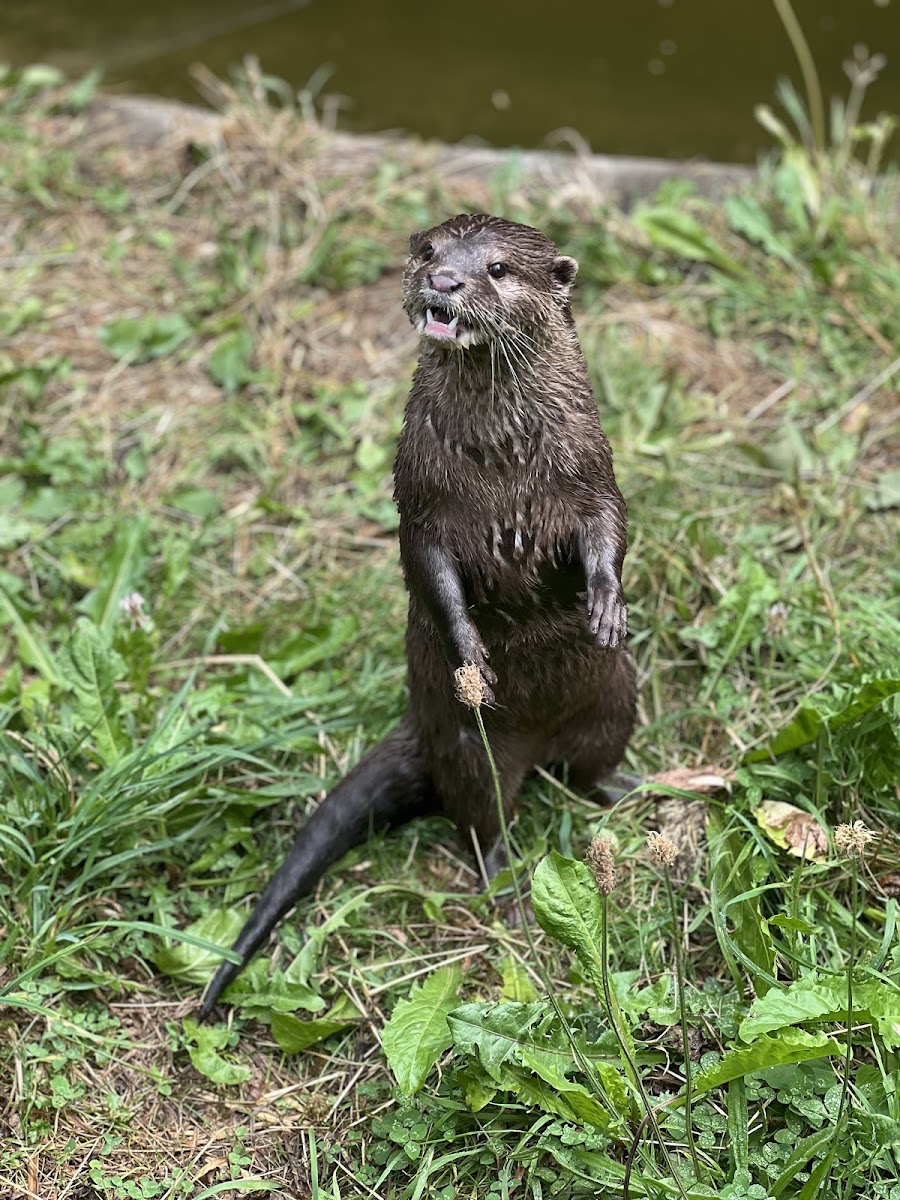 Dartmoor Otters & Buckfast Butterflies